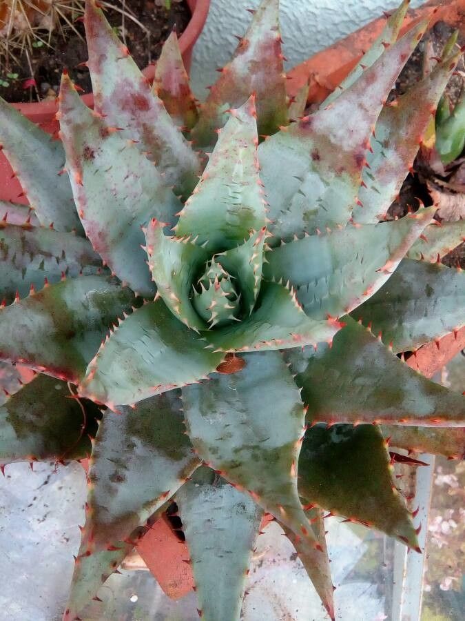 Aloe peglerae flower