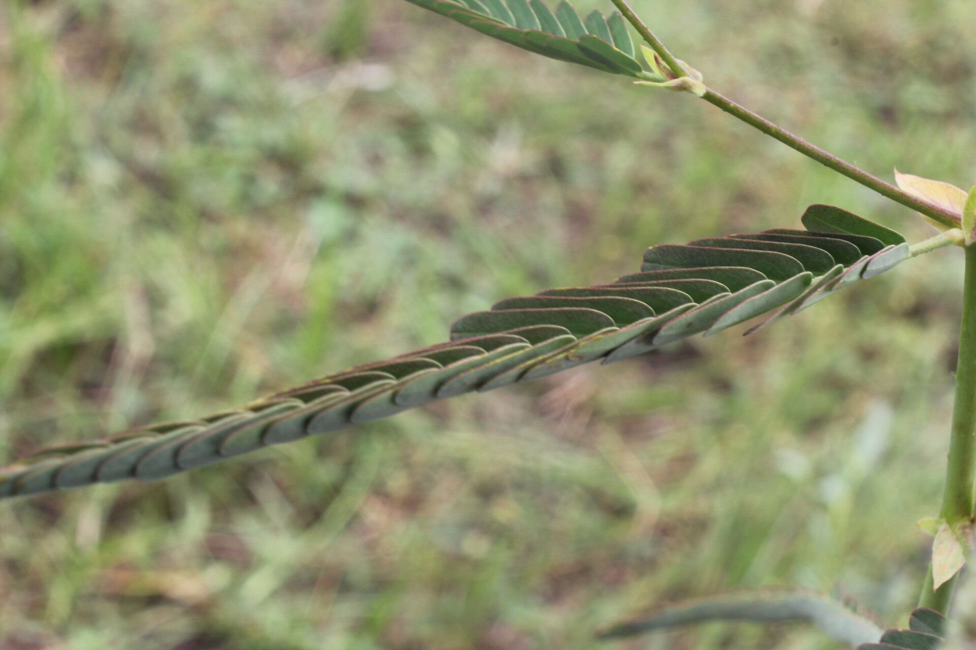 Aeschynomene rudis — houseplant care guide