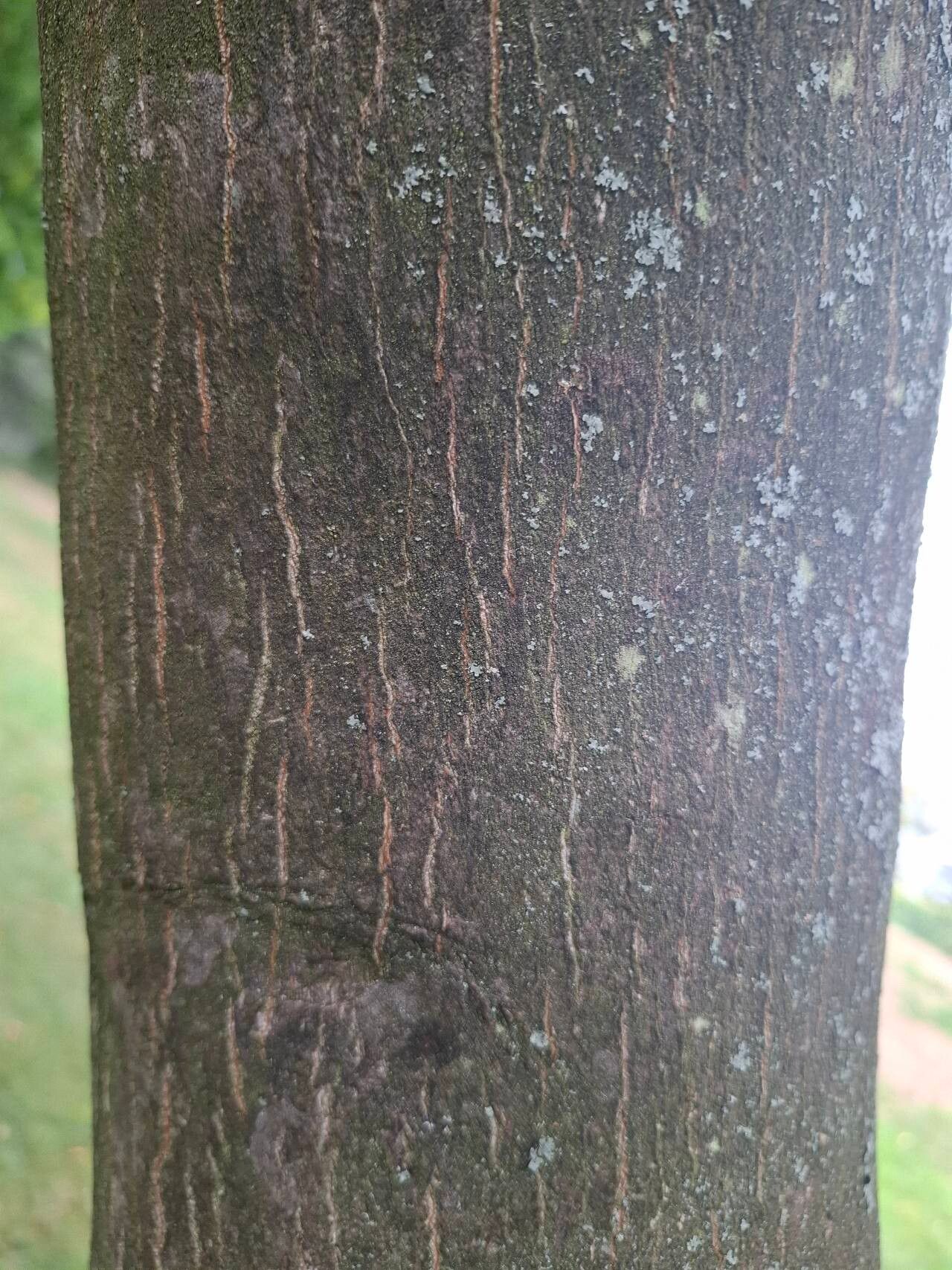 Styrax hemsleyanus bark