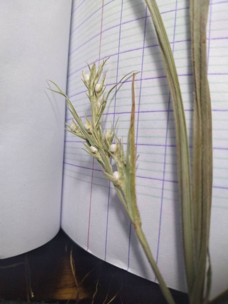 Scleria tessellata — houseplant care guide