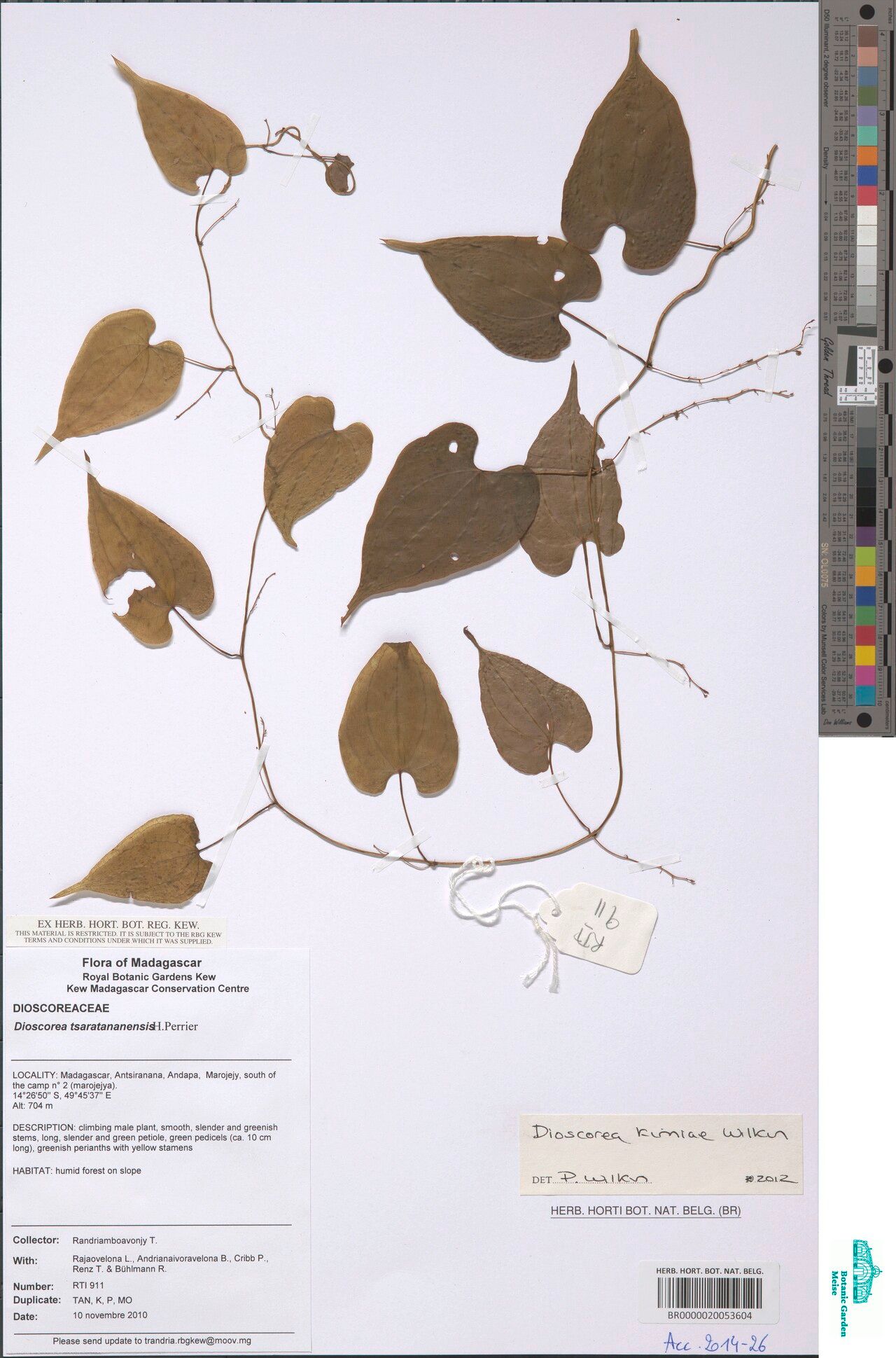 Dioscorea kimiae — houseplant care guide