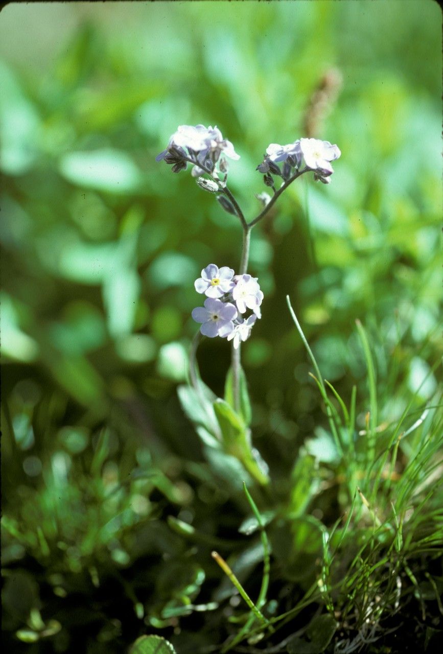 Myosotis alpina