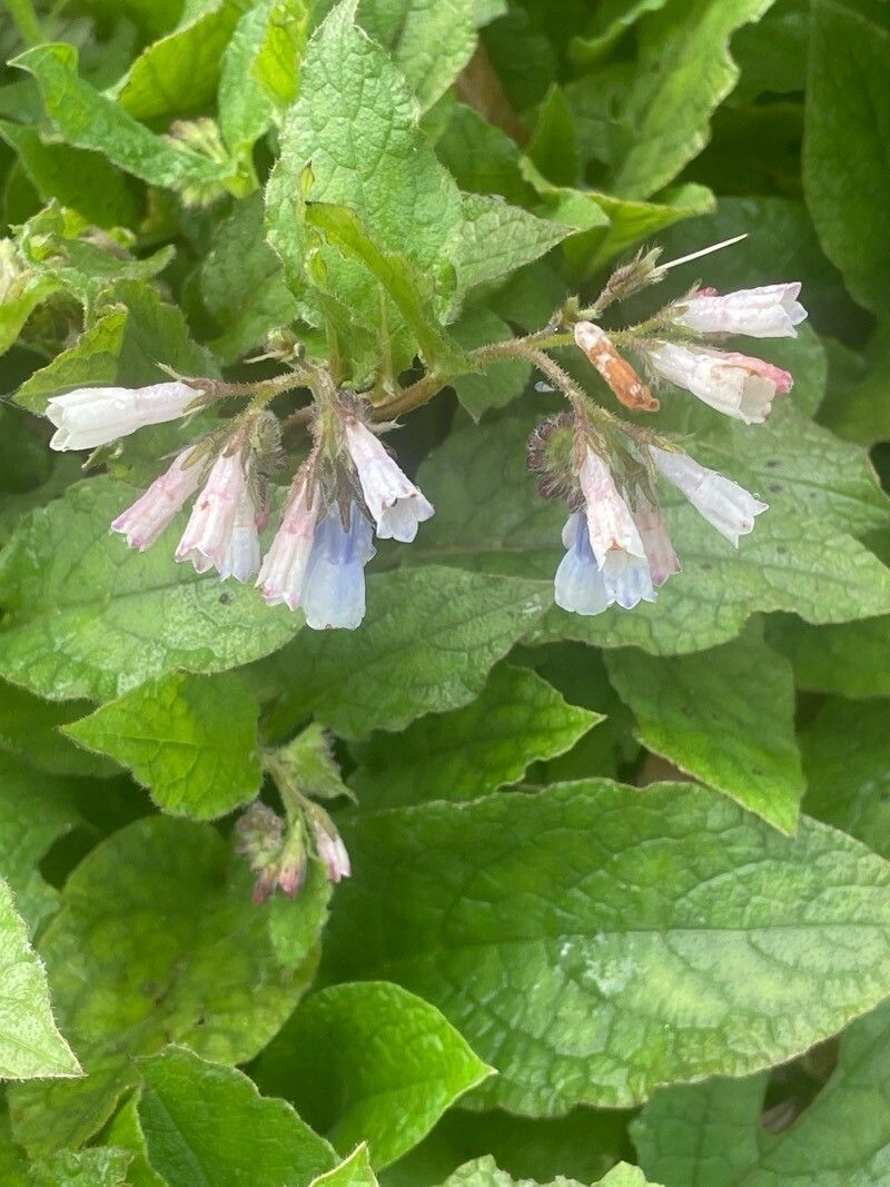 Symphytum × hidcotense flower