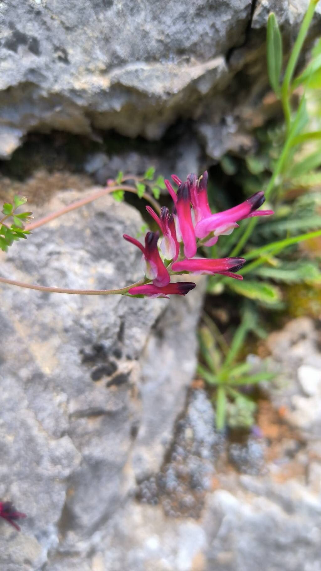Fumaria macrosepala flower
