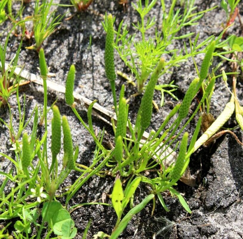 Ranunculus minimus fruit
