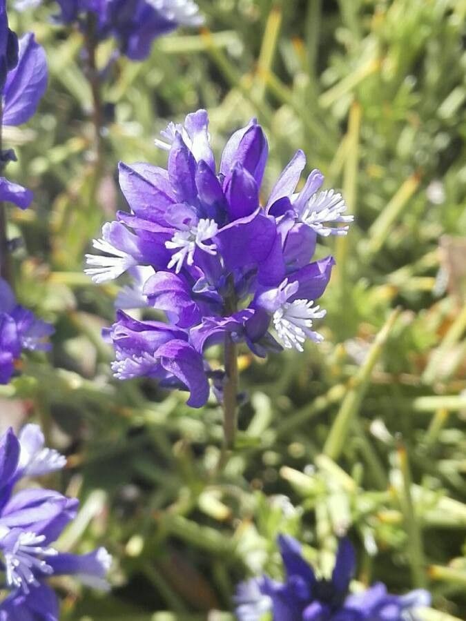 Erinacea anthyllis flower