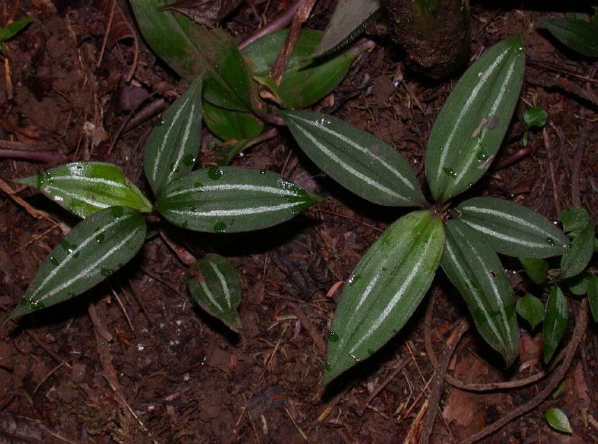 Tradescantia schippii leaf