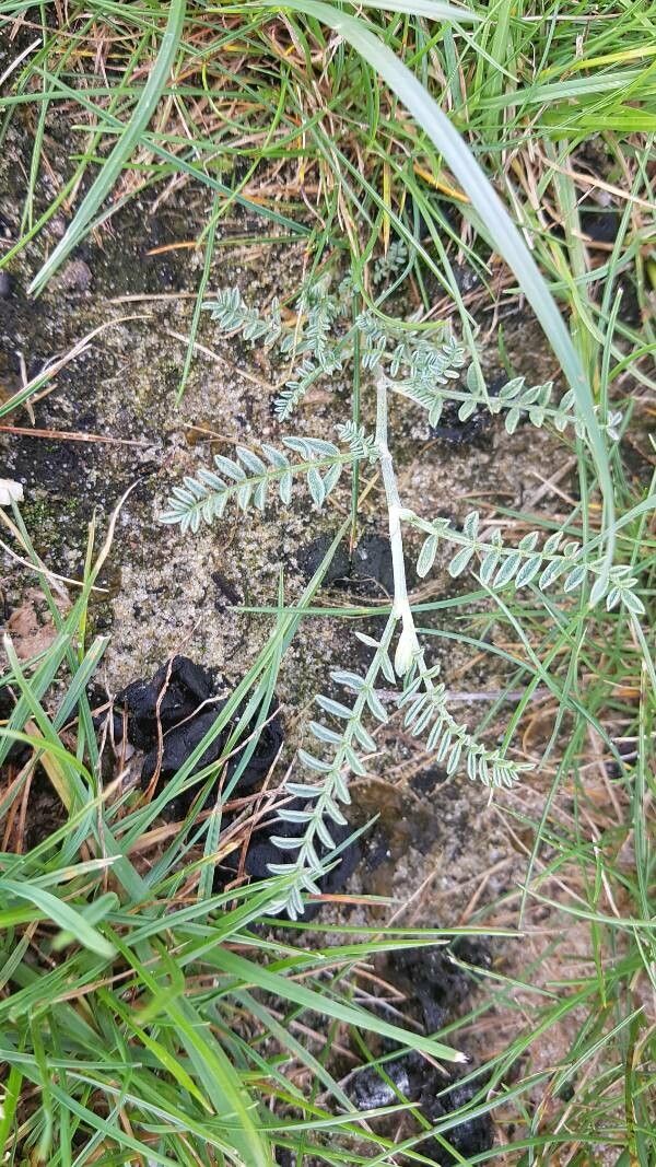 Astragalus baionensis — houseplant care guide