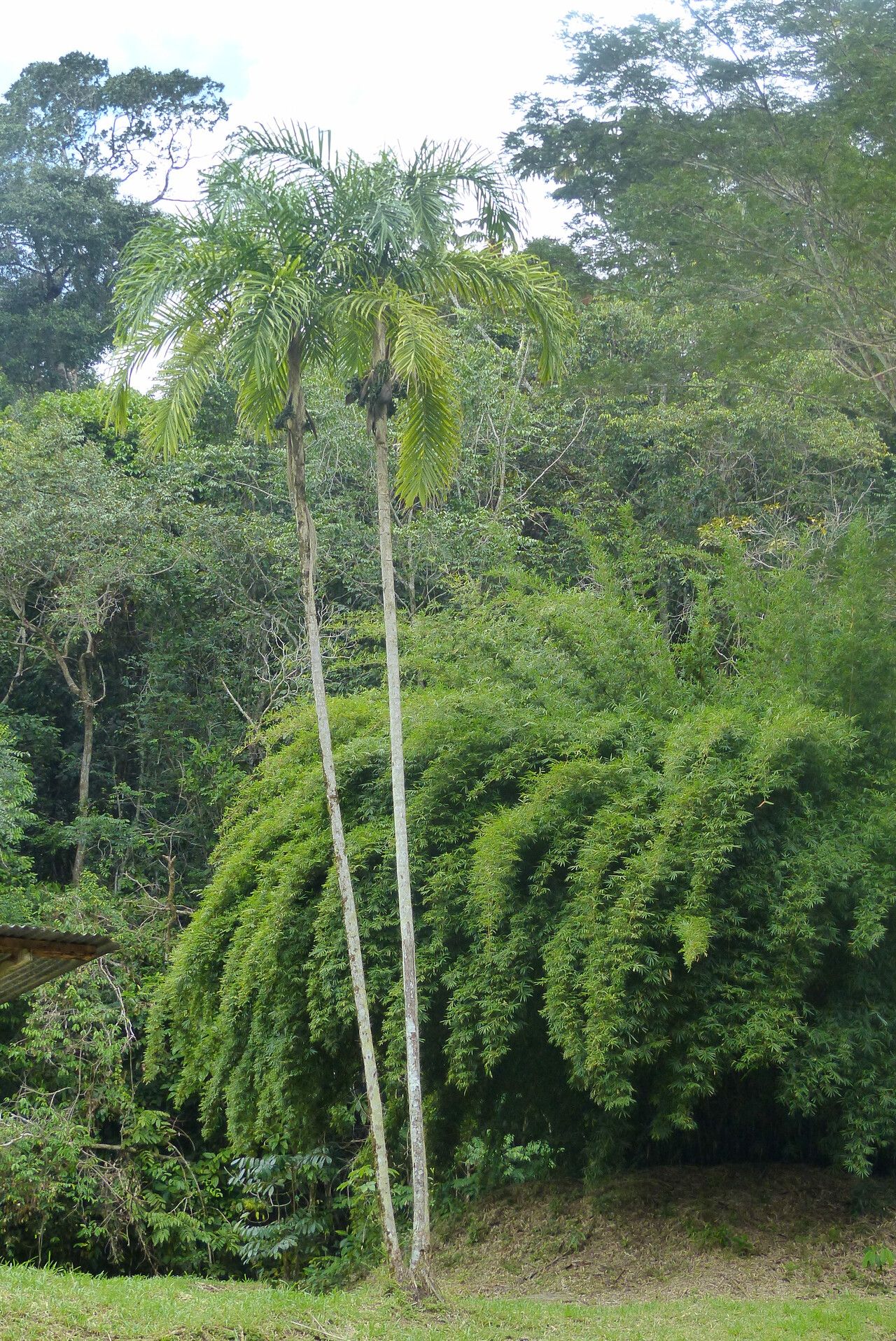Syagrus stratincola habit
