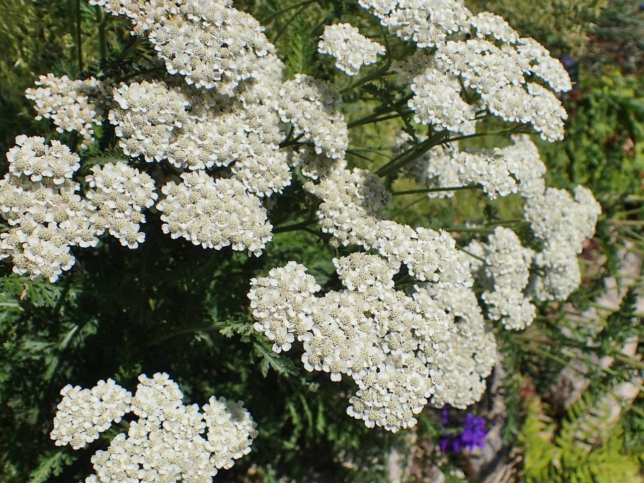 Achillea odorata bark
