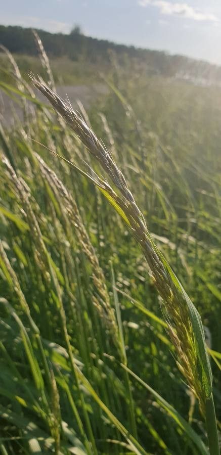 Spartina pectinata flower