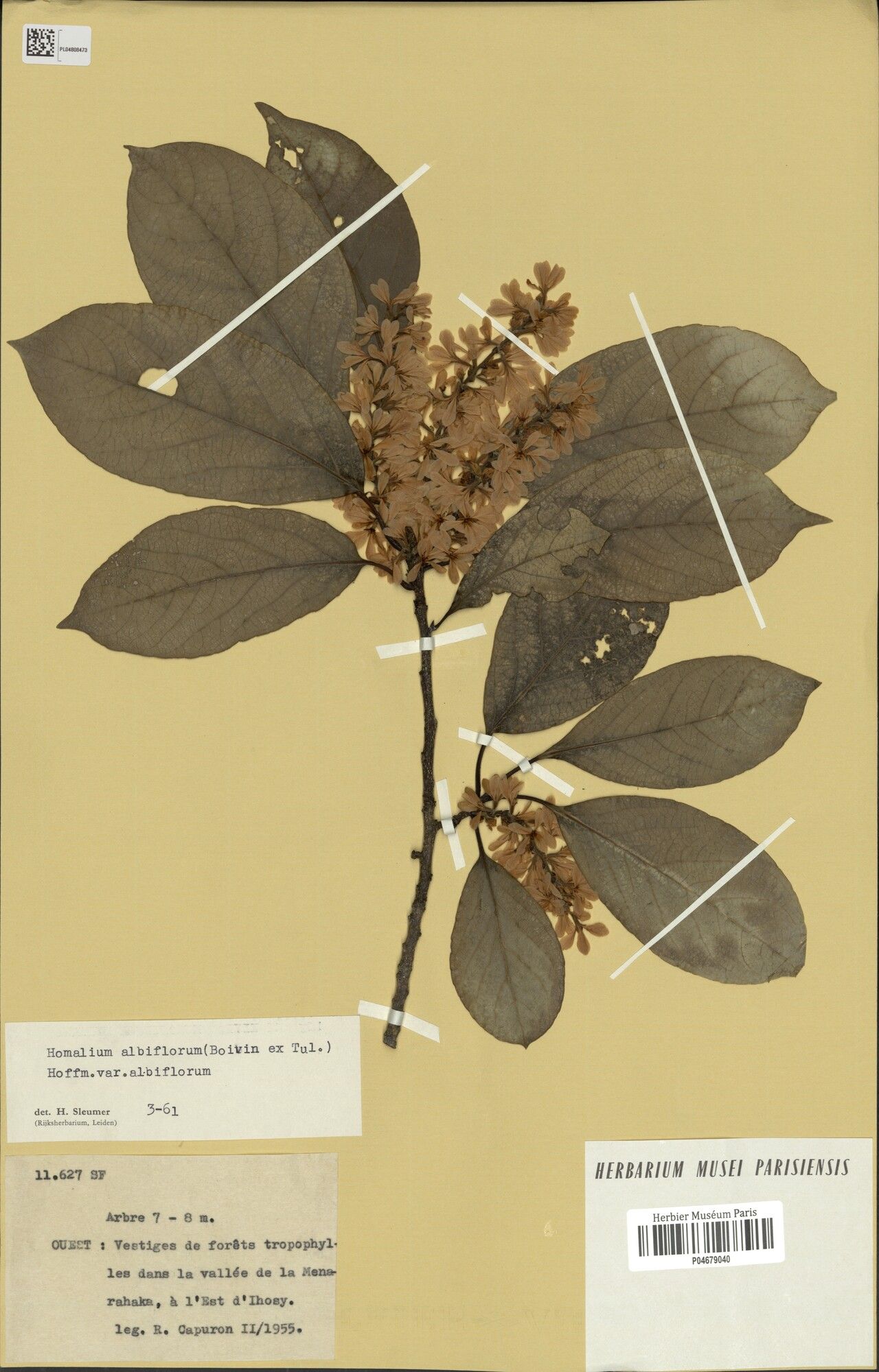 Homalium ihosyense — houseplant care guide