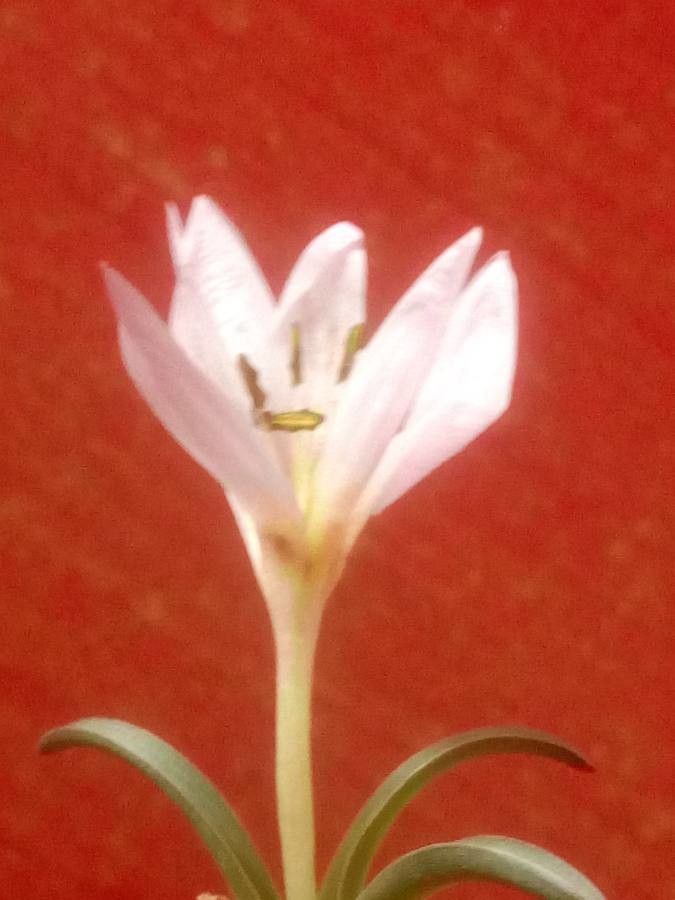 Crocus danfordiae flower