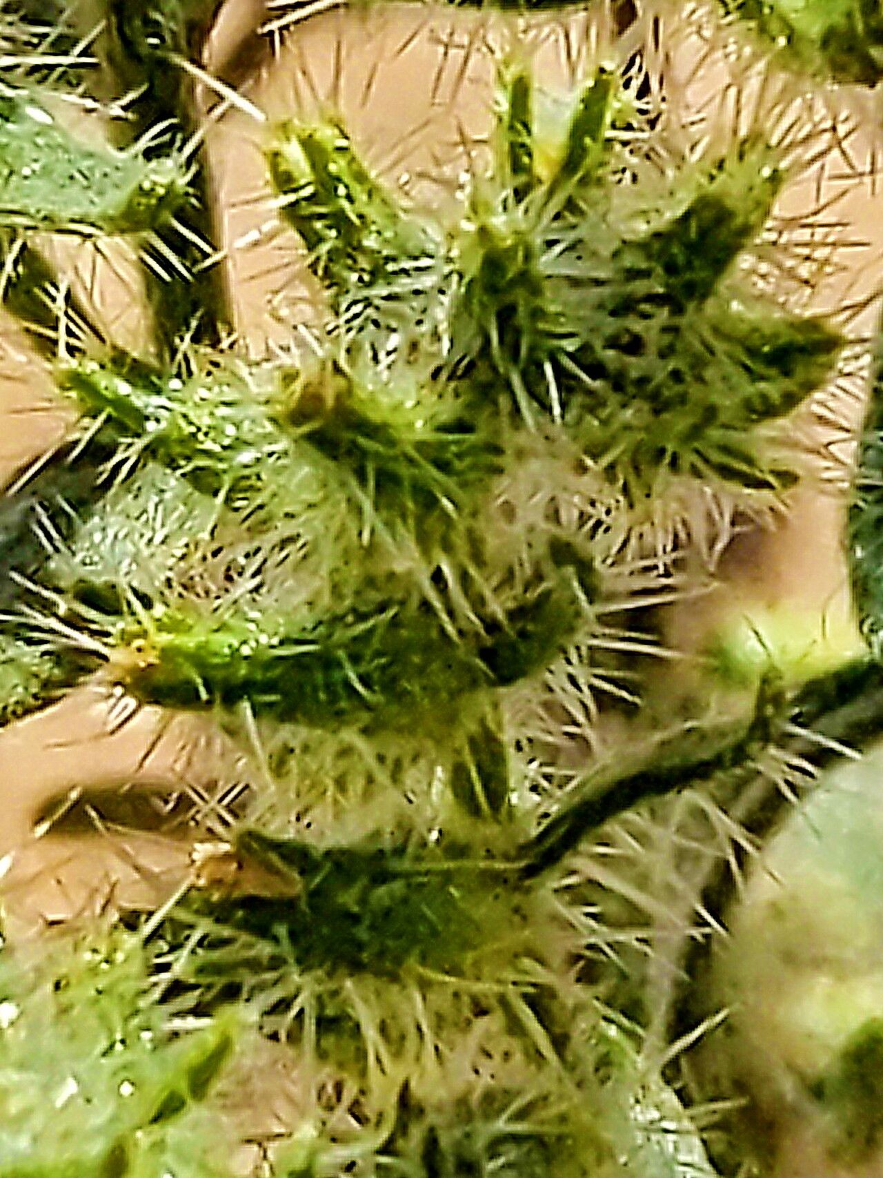 Johnstonella costata — search result for 'Cryptantha'