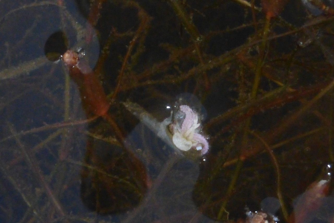 Elodea nuttallii flower