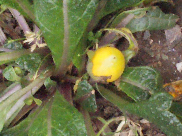 Mandragora autumnalis fruit