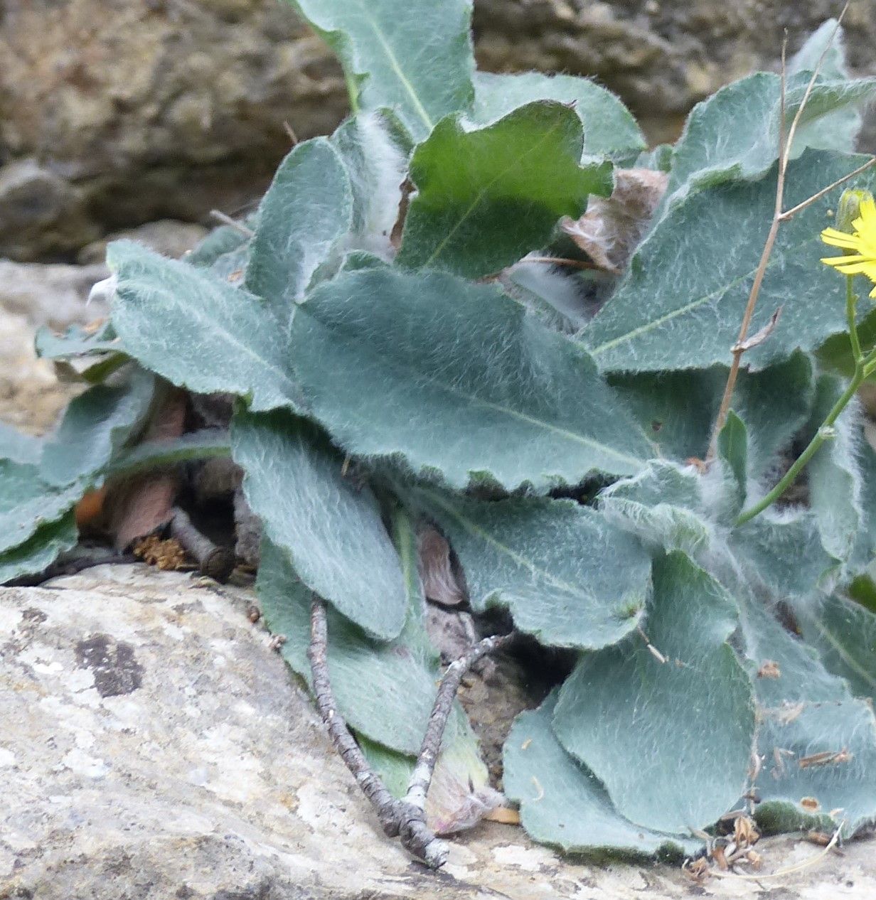 Hieracium tomentosum — search result for 'Hieracium'
