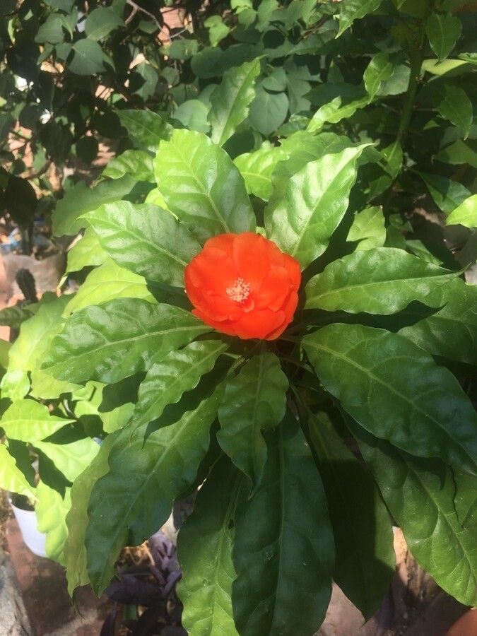 Pereskia bleo flower