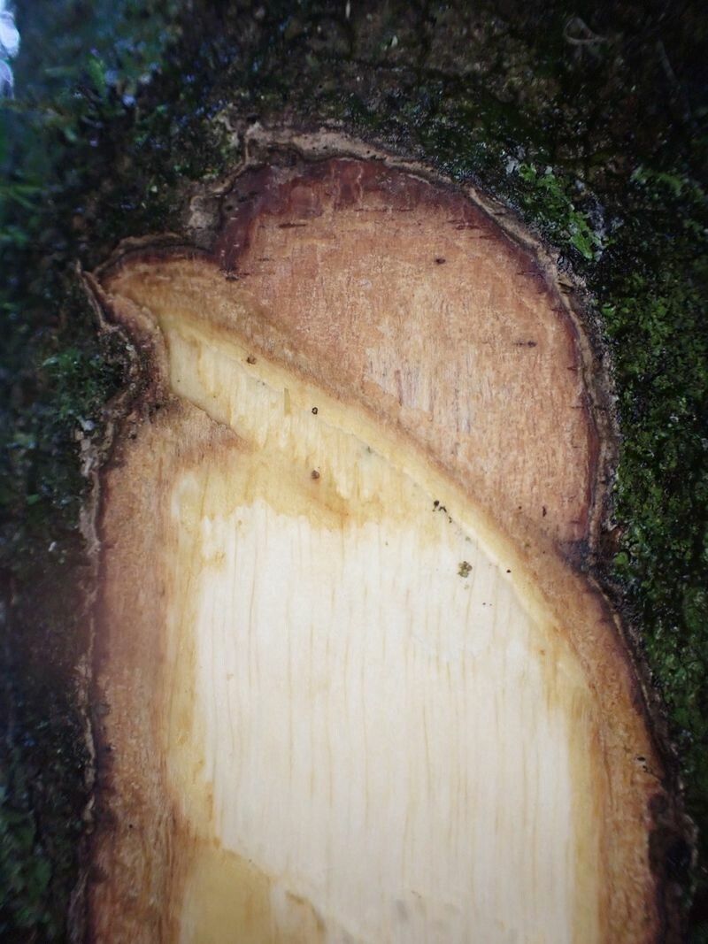 Diospyros pseudomespilus bark