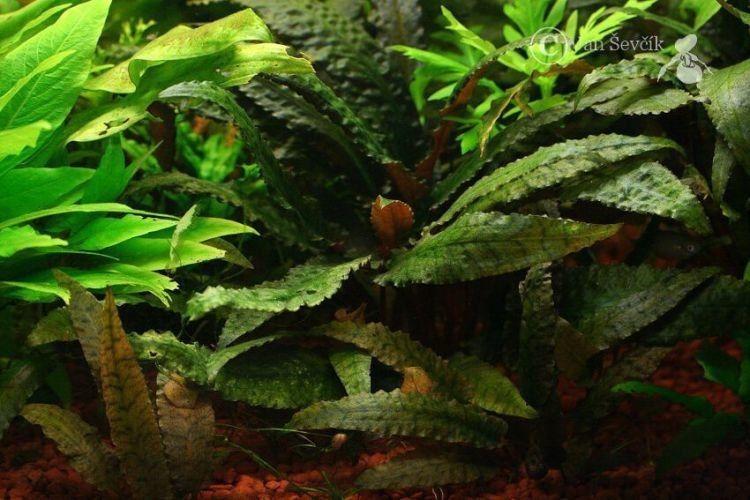 Cryptocoryne wendtii habit