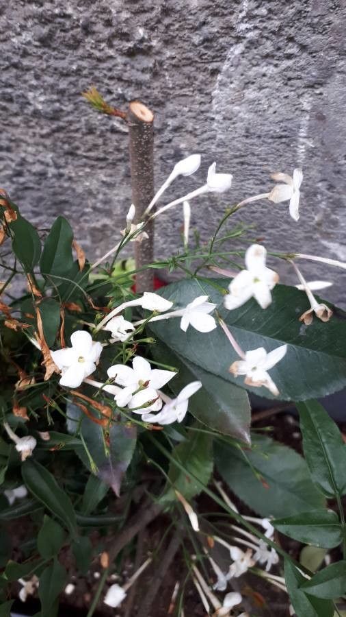 Jasminum grandiflorum flower