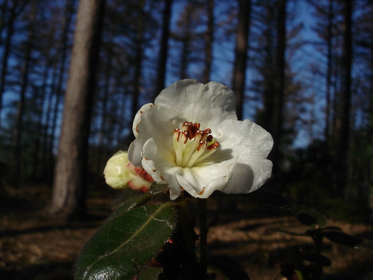 Rhododendron leucaspis flower