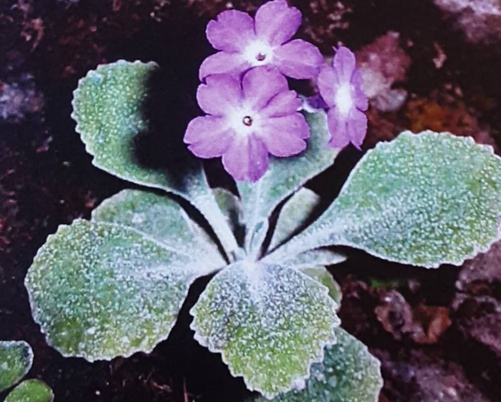 Primula albenensis habit