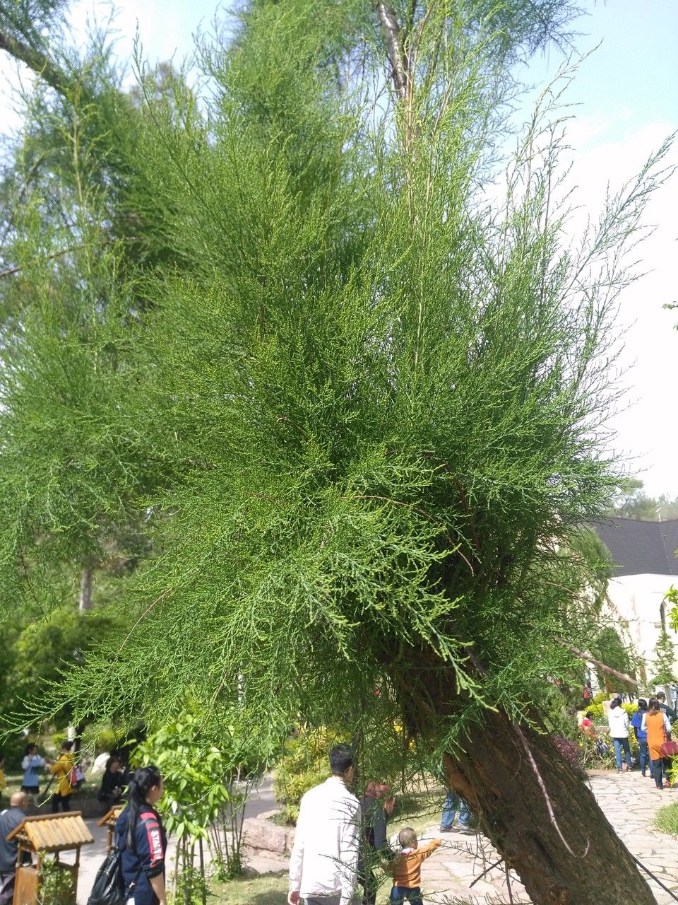 Tamarix chinensis leaf