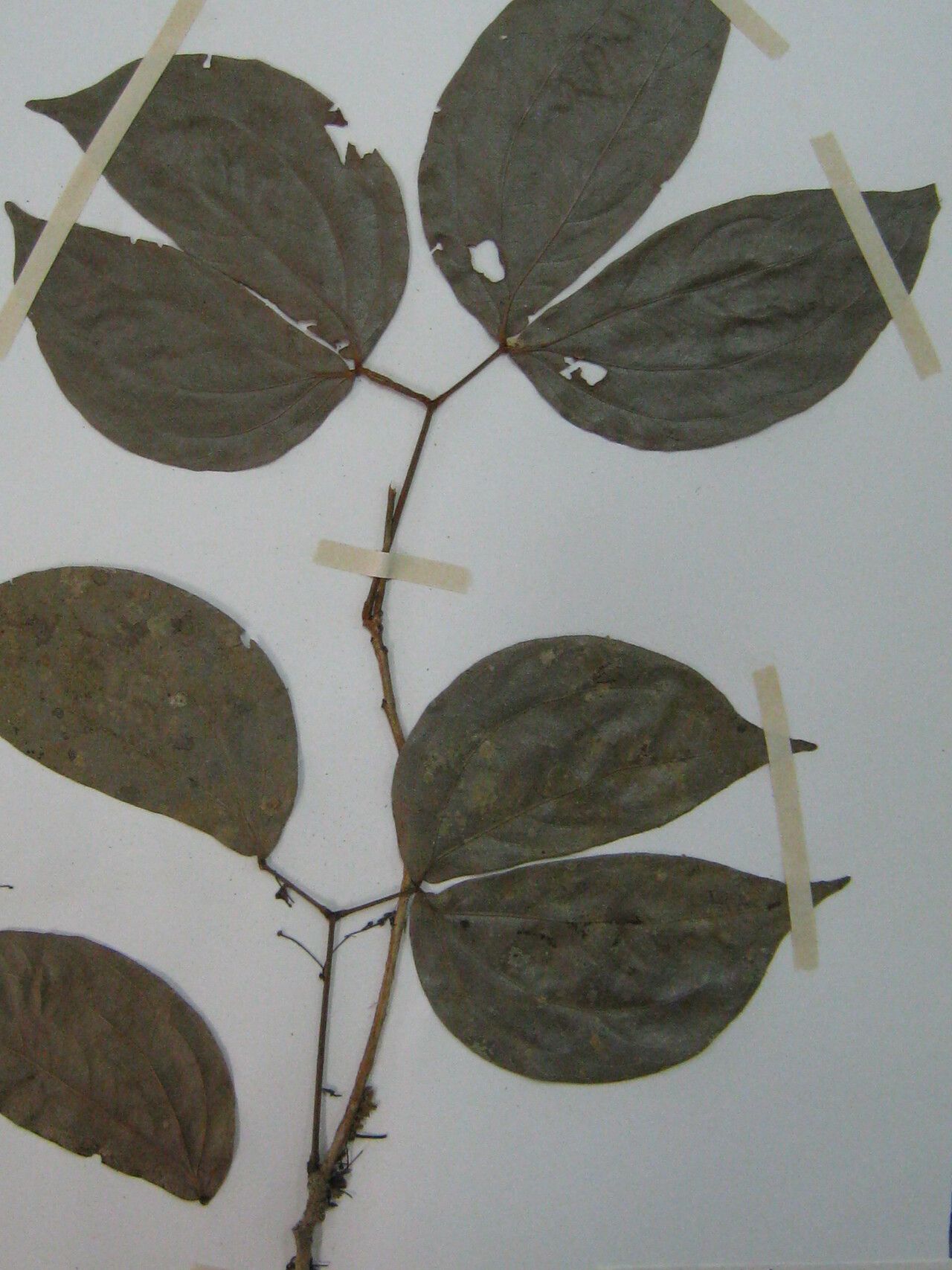 Calliandra trinervia other