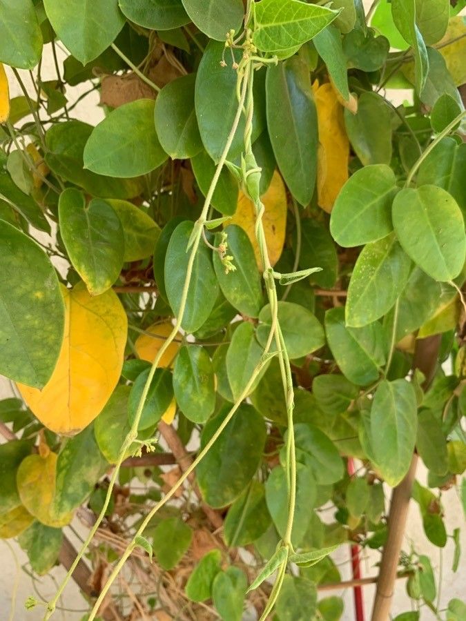 Vincetoxicum indicum habit