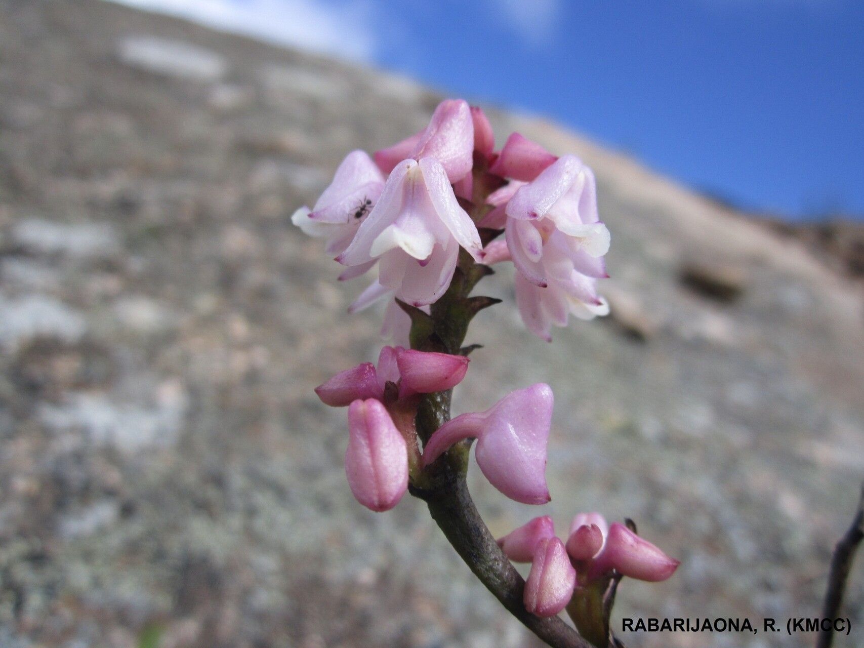 Polystachya perrieri — houseplant care guide