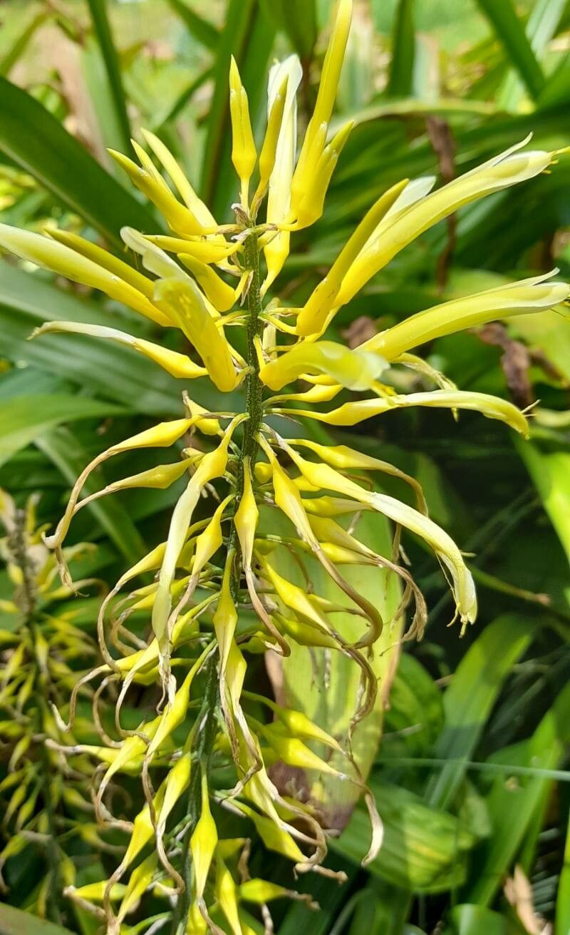 Pitcairnia wilburiana flower