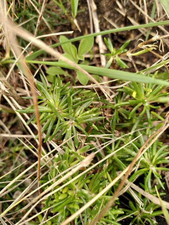 Spergularia rupicola — houseplant care guide