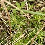 Spergularia rupicola