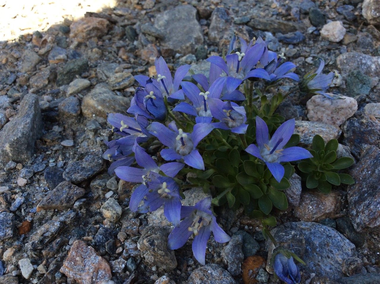 Campanula cenisia habit
