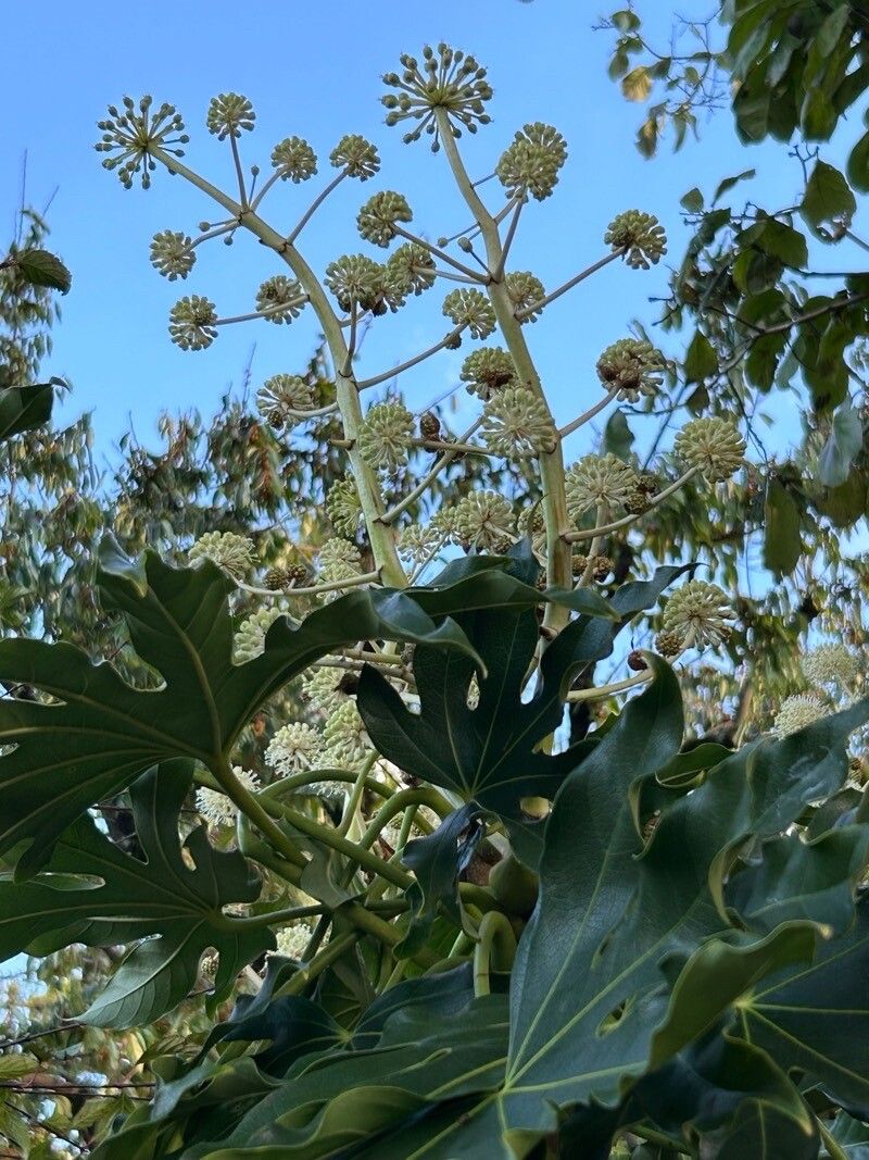× Fatshedera lizei flower