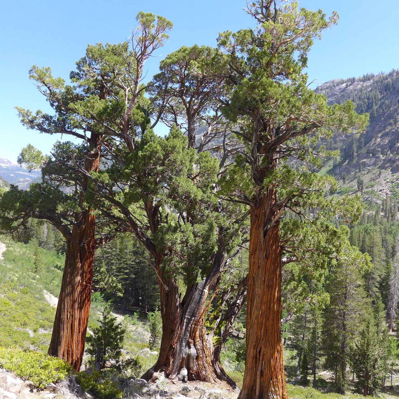 Juniperus occidentalis habit