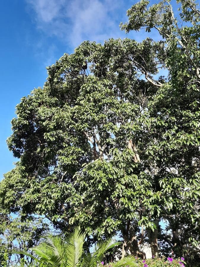 Persea caerulea habit