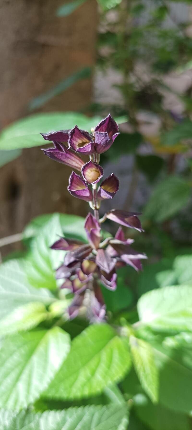 Salvia coerulea fruit