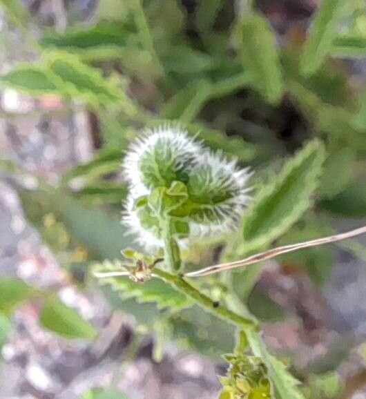 Tragia melochioides fruit