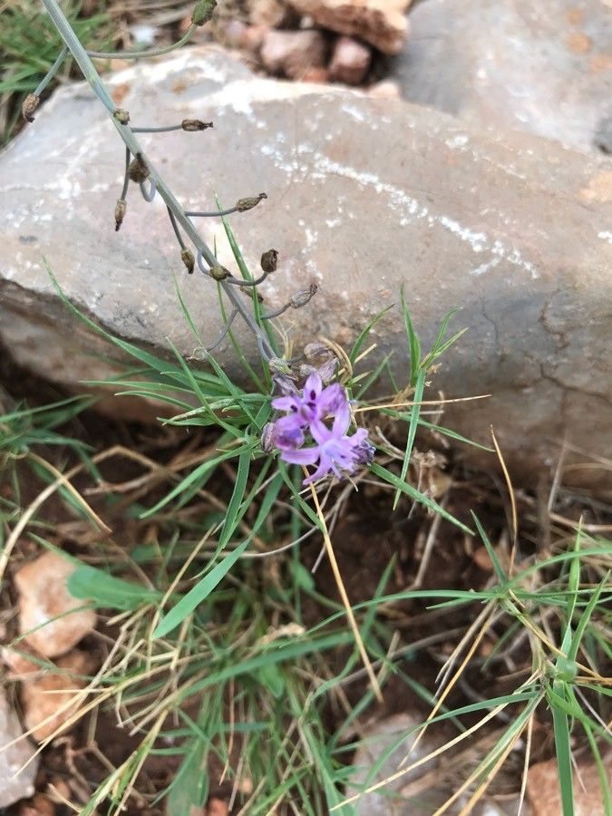Liatris cylindracea flower