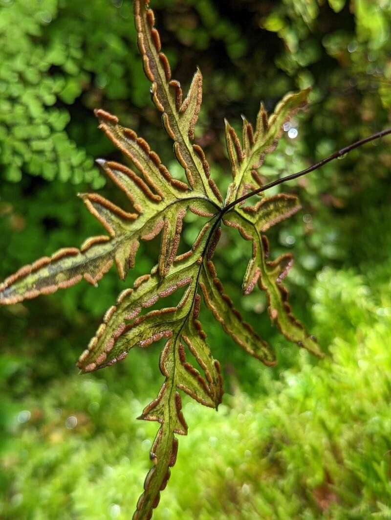 Doryopteris pentagona fruit