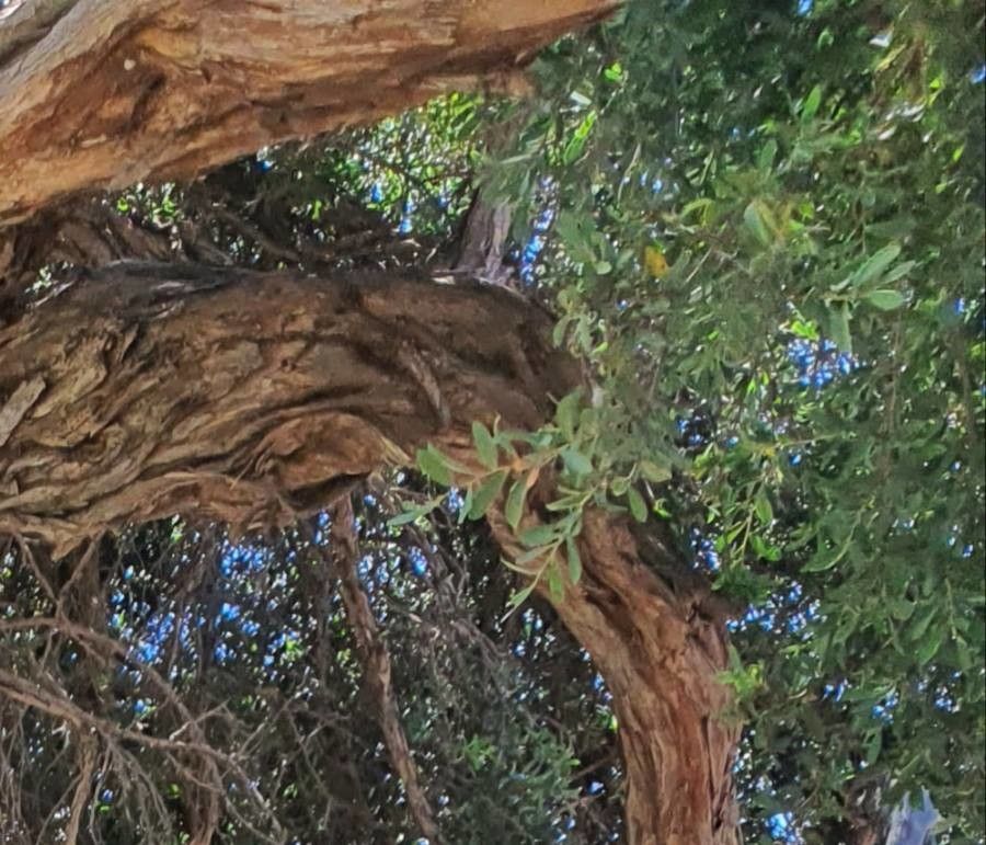 Leptospermum laevigatum — houseplant care guide