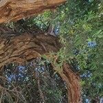 Leptospermum laevigatum