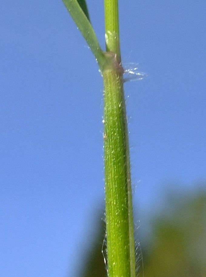 Anthoxanthum alpinum bark