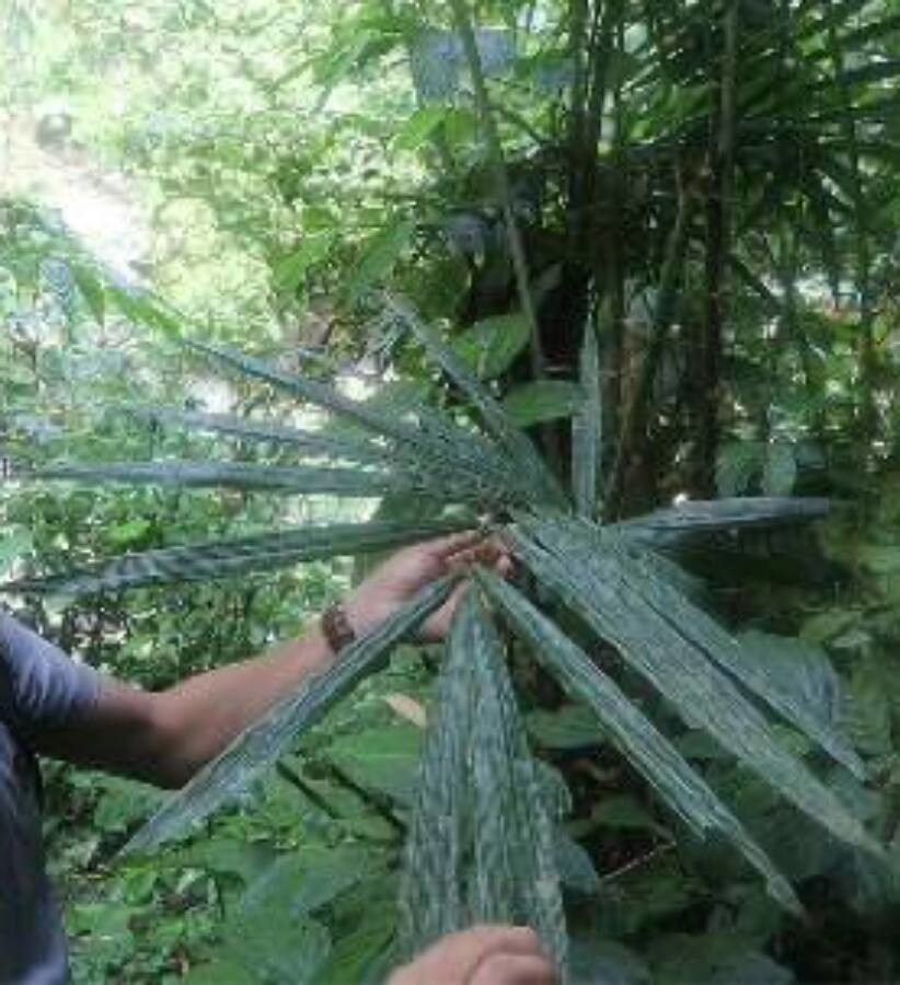 Salacca dolicholepis — related species from the same genus