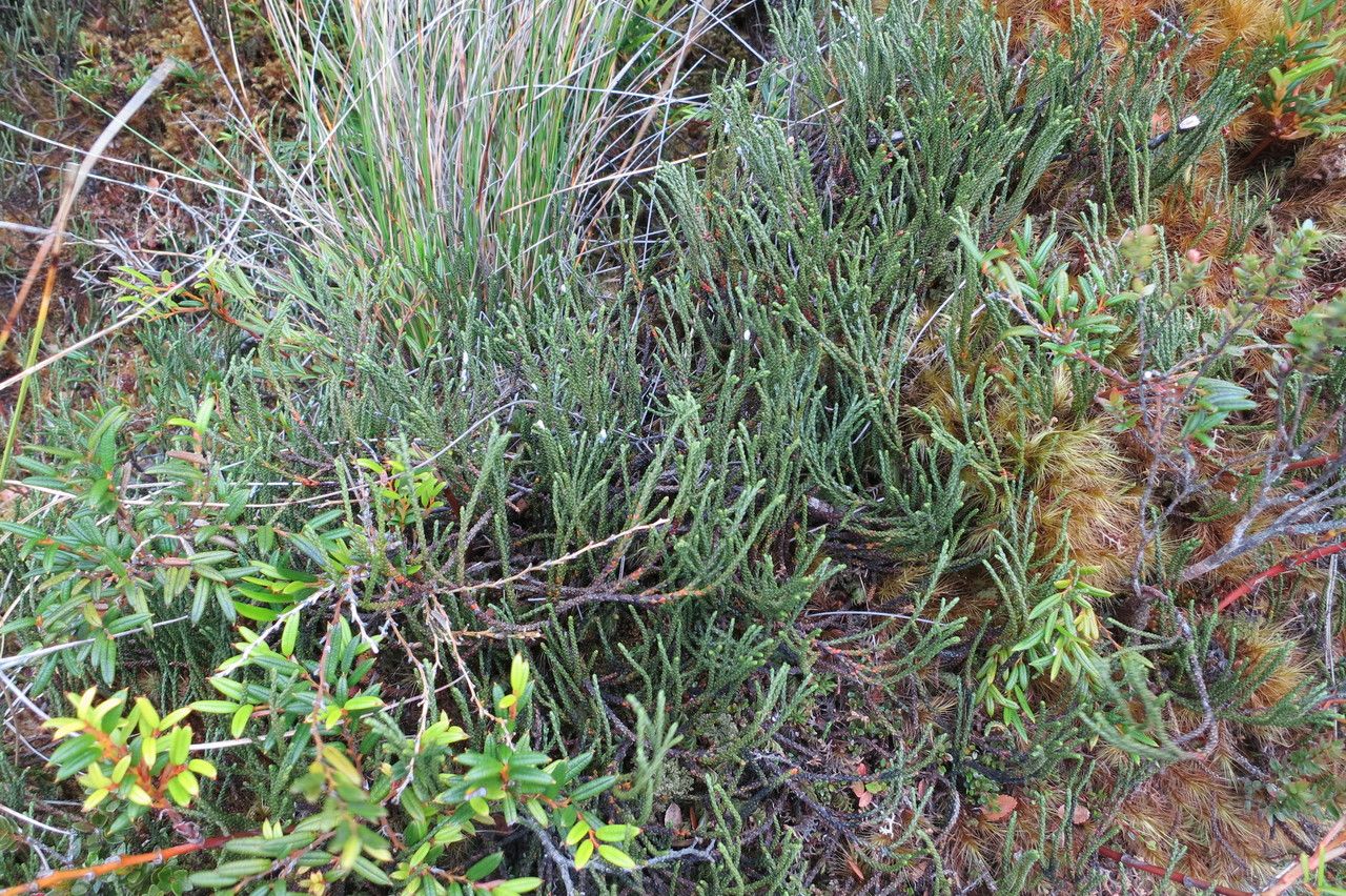 Lepidothamnus fonkii — houseplant care guide