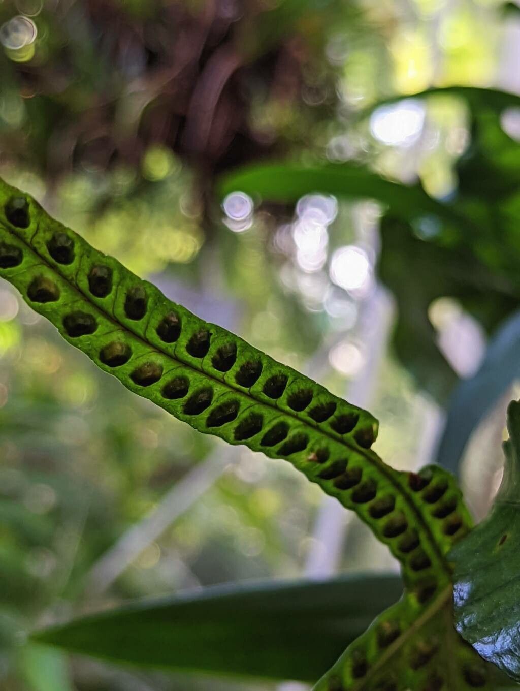 Selliguea triloba fruit
