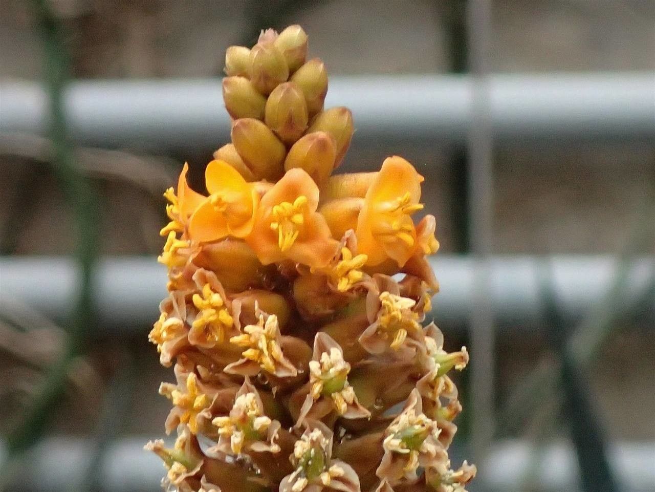 Dyckia encholirioides flower