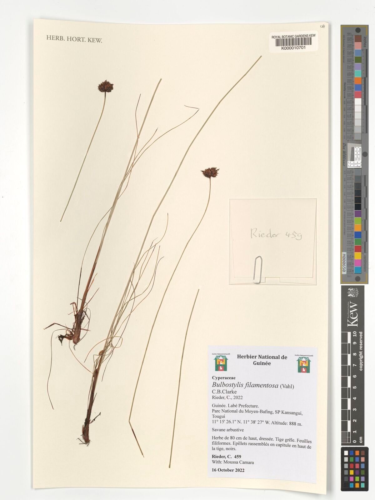 Bulbostylis filamentosa — houseplant care guide